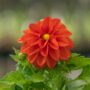 Dahlia – Dahlietta Rachel – 4.5″ Pot